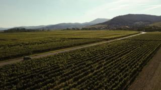 Verre de vin blanc d'Alsace devant les vignes