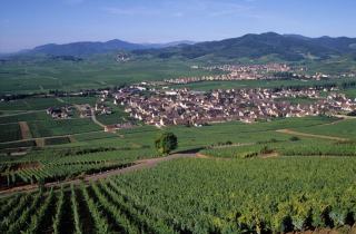 Grands crus d'Alsace : les 51 lieux-dits et leurs sols