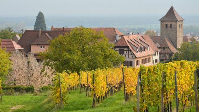 Coteaux viticoles du Bas-Rhin Rangs de vigne sur les coteaux du piémont alsacien