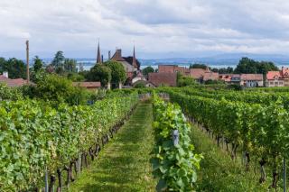 Rangs de vigne sur les coteaux du piémont alsacien