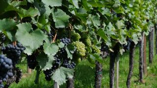 Pinot noir d'Alsace : le rouge du vignoble et son grand cru
