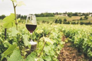 Vin bio Alsace : labels, biodynamie et vins nature