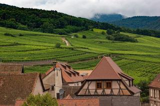 Oenotourisme Alsace : activités, visites et route des vins