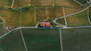 Viticulture Alsace : vignoble, cépages et métiers de la vigne