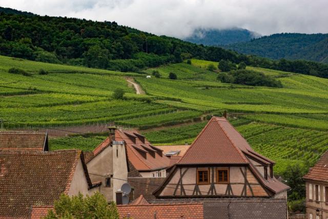 Les vins d'Alsace : cépages, terroirs et accords à la loupe Les vins d'Alsace : cépages, terroirs et accords à la loupe