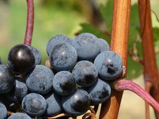 Pinot gris : cépage, styles et accords en Alsace
