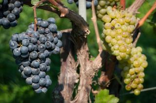 Sélection de grains nobles Alsace : seuils, cépages et prix