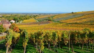 Terroir vignoble Alsace : sols, climat et cépages