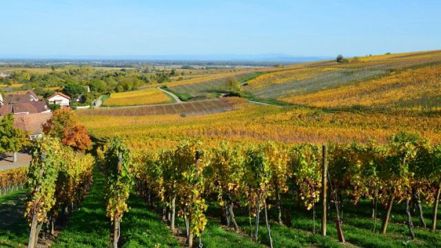 Terroirs d'Alsace : ce que la géologie change dans le verre Terroirs d'Alsace : ce que la géologie change dans le verre