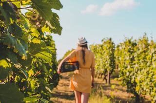 Pourquoi les vendanges précoces en Alsace deviennent la norme ?