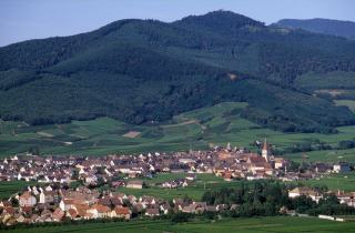 Lire la mention de sucrosité au dos d'une bouteille de vin d'Alsace, sec ou moelleux