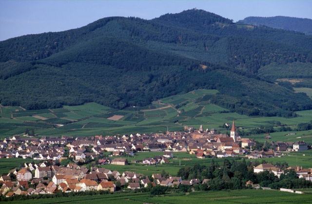 Lire la mention de sucrosité au dos d'une bouteille alsacienne Lire la mention de sucrosité au dos d'une bouteille de vin d'Alsace, sec ou moelleux